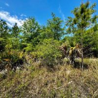 176.8 Acre Recreational Tract images 5