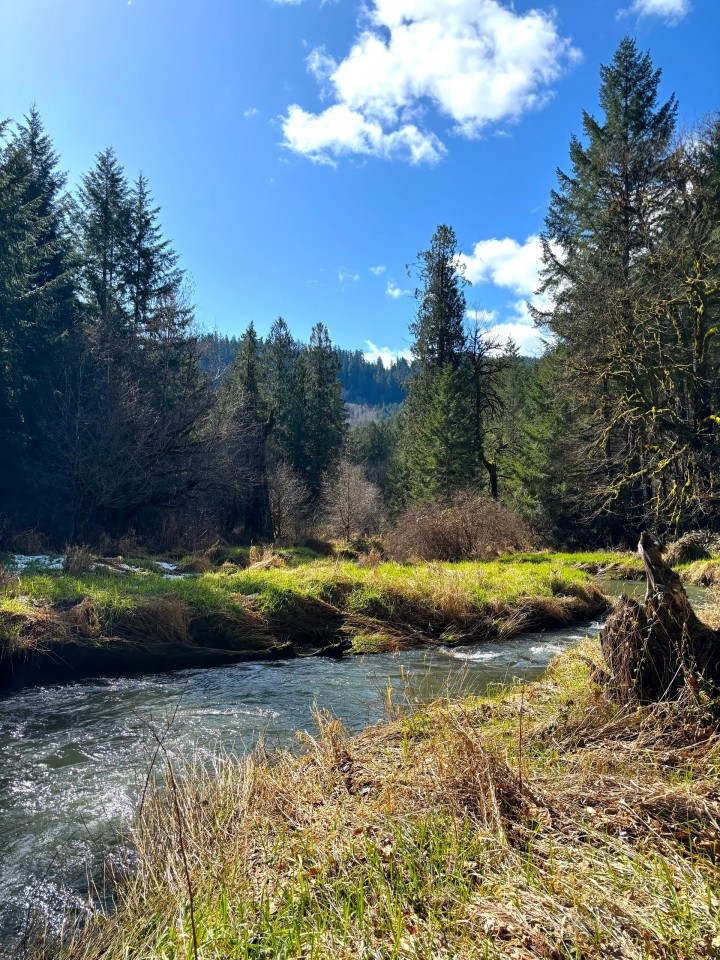 South Fork featured image