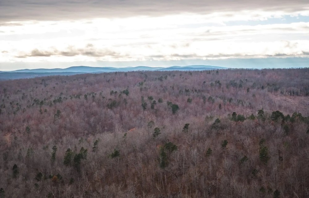 Young Timber Tract 38 A featured image