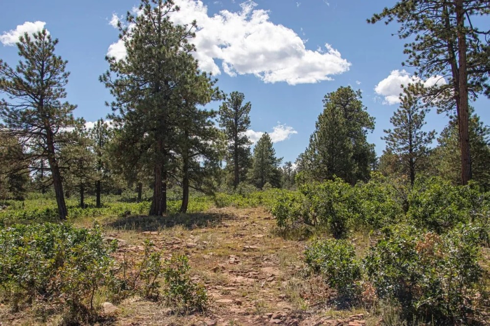 Elk Meadows featured image