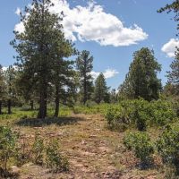 Elk Meadows
