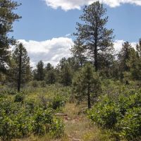 Elk Meadows images 2