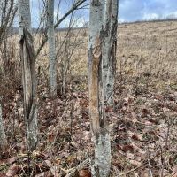 Heyer Rd. Somerset County - 59 acres
