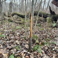 Heyer Rd. Somerset County - 59 acres images 3
