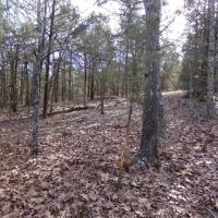 Affordable Ozark County Hunting Acreage images 3
