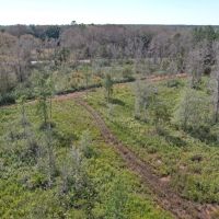 Alachua County Hunting Tract images 4