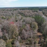 Alachua County Hunting Tract images 5