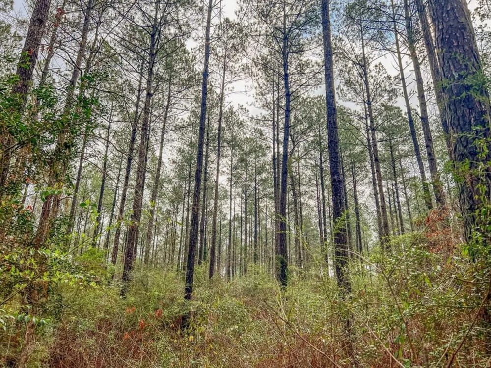Hunting Land For Sale in Covington County MS featured image
