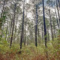 Hunting Land For Sale in Covington County MS