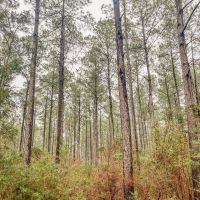 Hunting Land For Sale in Covington County MS images 2