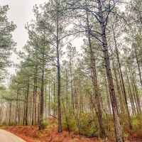 Hunting Land For Sale in Covington County MS images 3