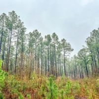 Hunting Land For Sale in Covington County MS images 4