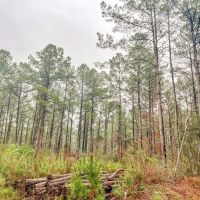 Hunting Land For Sale in Covington County MS images 5