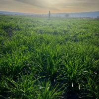 Lower Cove Road Farm images 5