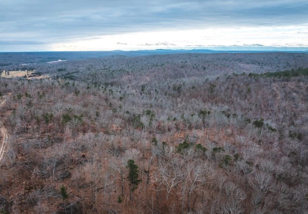Young Timber Tract 38 C featured image