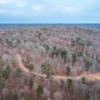 Young Timber Tract 38 C images 4