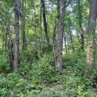 Love and Emory Hill Rd. Westmoreland County - 132 acres images 5