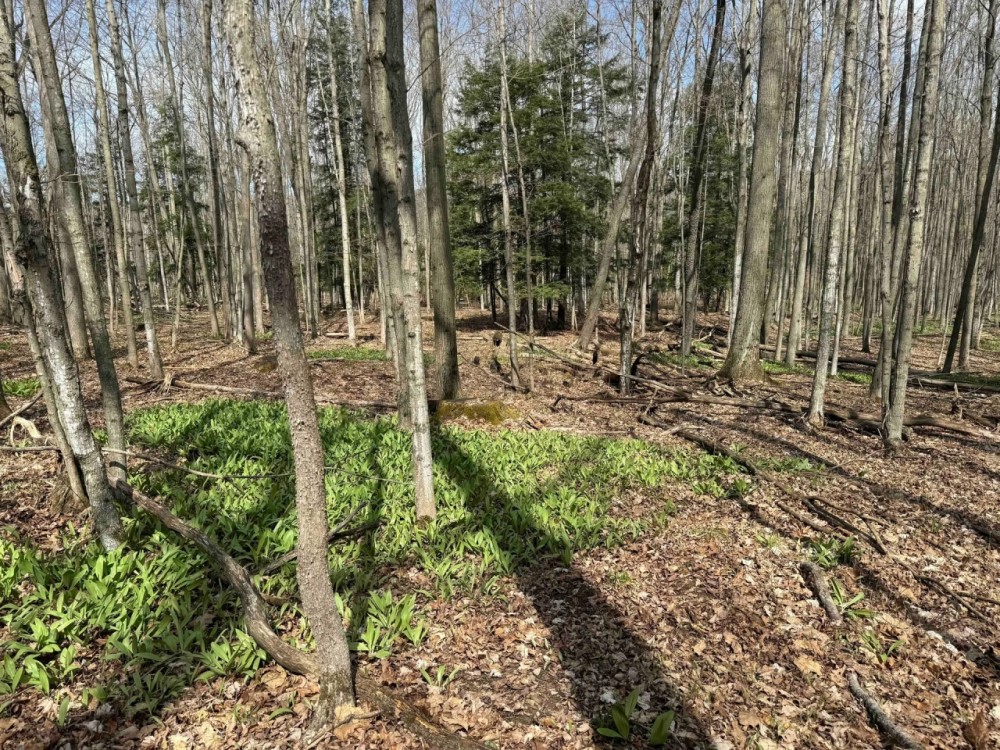 5 acre Building Lot and Recreational Land with Creek in Grove NY CR15B featured image
