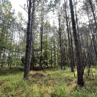 Mathews AL Homesite with Beautiful Mature Trees images 2