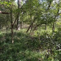 Repp Rd. Plum Boro - 13.5 acres images 5