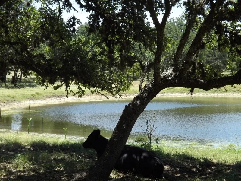 Z 5 Ranch featured image