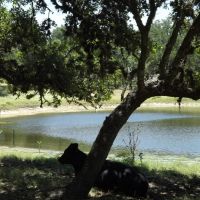 Z 5 Ranch