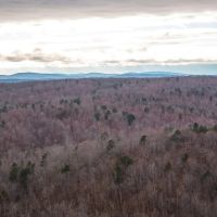 Young Timber Tract 38 B images 2