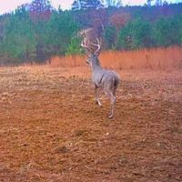 223 Acre Hunting Property is Whitetail Rich Henry County images 3
