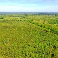 223 Acre Hunting Property is Whitetail Rich Henry County images 4