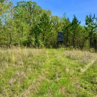 223 Acre Hunting Property is Whitetail Rich Henry County images 5