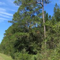 Fort McCoy Timber Hunting