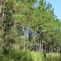 Fort McCoy Timber Hunting images 4