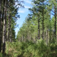 Fort McCoy Timber Hunting images 5