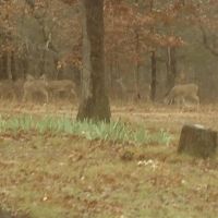 230 ACRES OF PRIME HUNTING AND RECREATIOAL PROPERTY images 4