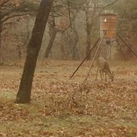 230 ACRES OF PRIME HUNTING AND RECREATIOAL PROPERTY images 5