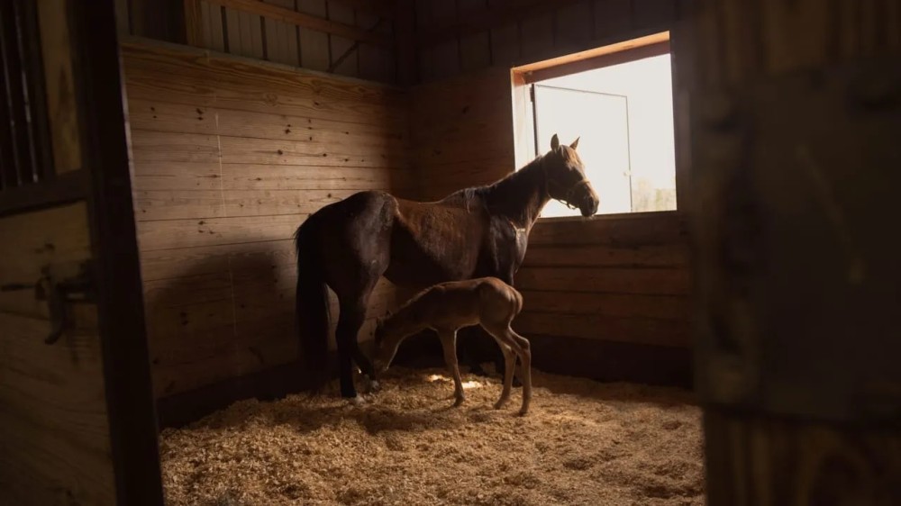 S W Horse Farm featured image