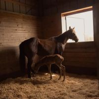 S W Horse Farm