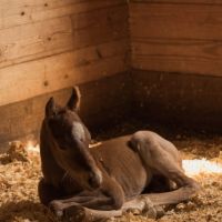 S W Horse Farm images 4