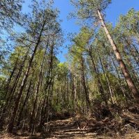 Small Homesite with Acreage in Amite County MS images 2