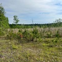 Jackson Parish Timber Tract 6-11 images 2