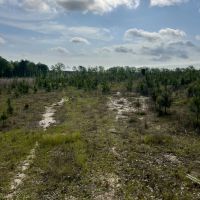 Jackson Parish Timber Tract 6-11 images 3
