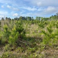 Jackson Parish Timber Tract 6-11 images 4