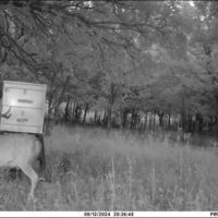 Wildcat Creek 1249