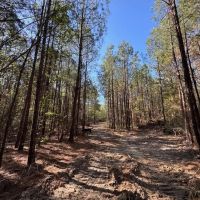 Small Hunting Tract in Amite County MS images 4