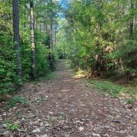 Jackson Parish Timber Tract 3
