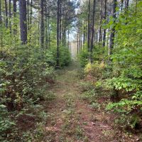 Jackson Parish Timber Tract 3 images 2