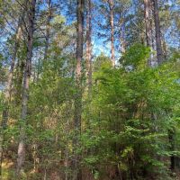 Jackson Parish Timber Tract 3 images 4