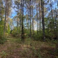 Jackson Parish Timber Tract 3 images 5