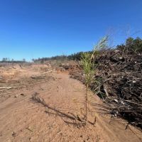 Jackson Parish Timber Tract 4 images 4