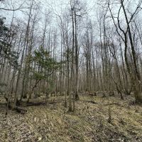 The Perfect Hunting and Timber Investment images 2
